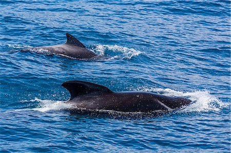 Adult female and male long-finned pilot whales (Globicephala melas), offshore near Doubtful Sound, South Island, New Zealand, Pacific Stock Photo - Premium Royalty-Free, Code: 6119-07451354