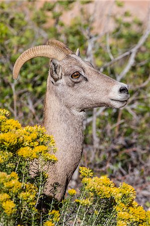 Adult desert bighorn sheep (Ovis canadensis), Zion National Park, Utah, United States of America, North America Stock Photo - Premium Royalty-Free, Code: 6119-07451378