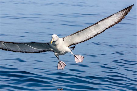 simsearch:6119-07451337,k - White-capped albatross (Thalassarche steadi) landing at bait bucket off Kaikoura, South Island, New Zealand, Pacific Foto de stock - Sin royalties Premium, Código: 6119-07451329