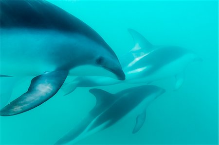 simsearch:6119-07451337,k - Dusky dolphin (Lagenorhynchus obscurus) underwater off Kaikoura, South Island, New Zealand, Pacific Foto de stock - Sin royalties Premium, Código: 6119-07451334