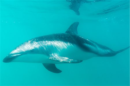 simsearch:6119-07451337,k - Dusky dolphin (Lagenorhynchus obscurus) underwater off Kaikoura, South Island, New Zealand, Pacific Foto de stock - Sin royalties Premium, Código: 6119-07451336