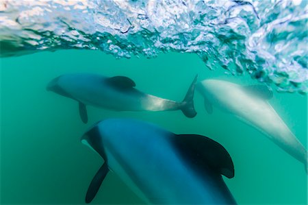 simsearch:6119-07451337,k - Adult Hector's dolphins (Cephalorhynchus hectori) underwater near Akaroa, South Island, New Zealand, Pacific Foto de stock - Sin royalties Premium, Código: 6119-07451339
