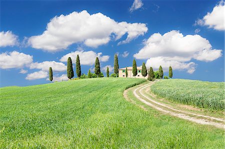 simsearch:6119-07451735,k - Farmhouse with cypress trees, near Pienza, Orcia Valley (Val d'Orcia), Siena region, Tuscany, Italy, Europe Stock Photo - Premium Royalty-Free, Code: 6119-07451797