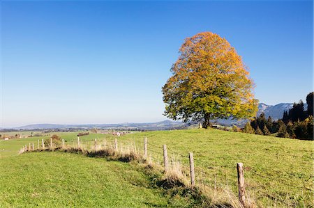 simsearch:6119-07451735,k - Single tree in Prealps landscape in autumn, Fussen, Ostallgau, Allgau, Allgau Alps, Bavaria, Germany, Europe Foto de stock - Sin royalties Premium, Código: 6119-07451737