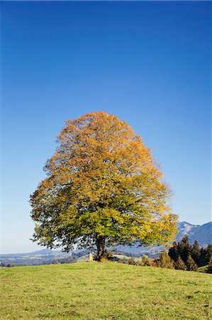 simsearch:6119-07451735,k - Single tree in Prealps landscape in autumn, Fussen, Ostallgau, Allgau, Allgau Alps, Bavaria, Germany, Europe Foto de stock - Sin royalties Premium, Código: 6119-07451736