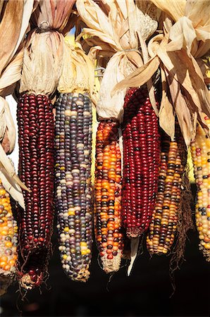 Indian ornamental corn, The Hamptons, Long Island, New York State, United States of America, North America Stock Photo - Premium Royalty-Free, Code: 6119-07452201
