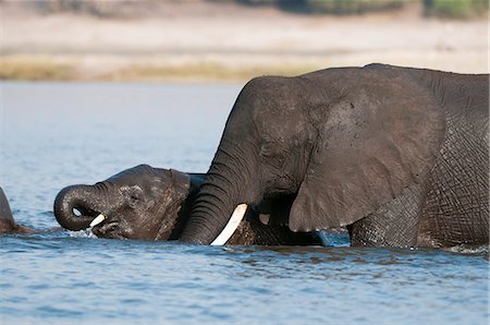 swimming (animals) - Elephants (Loxodonta africana), Chobe National Park, Botswana, Africa Stock Photo - Premium Royalty-Free, Code: 6119-07452425