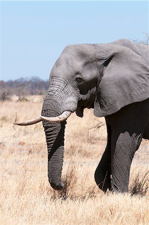 African elephant (Loxodonta africana), Savuti, Chobe National Park, Botswana, Africa Stock Photo - Premium Royalty-Free, Code: 6119-07452432