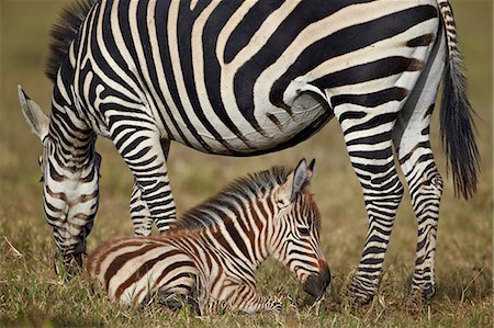simsearch:6119-07452597,k - Common zebra (plains zebra) (Burchell's zebra) (Equus burchelli) adult and colt, Ngorongoro Crater, Tanzania, East Africa, Africa Stock Photo - Premium Royalty-Free, Code: 6119-07452555