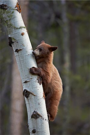 Cinnamon black bear (Ursus americanus) yearling cub climbing a tree, Yellowstone National Park, Wyoming, United States of America, North America Stock Photo - Premium Royalty-Free, Code: 6119-07452573