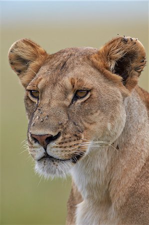 Lioness (Panthera leo) covered with flies, Serengeti National Park, Tanzania, East Africa, Africa Stock Photo - Premium Royalty-Free, Code: 6119-07452583