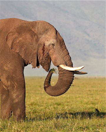 simsearch:6119-07452597,k - African elephant (Loxodonta africana) bull eating, Ngorongoro Crater, Tanzania, East Africa, Africa Stock Photo - Premium Royalty-Free, Code: 6119-07452580