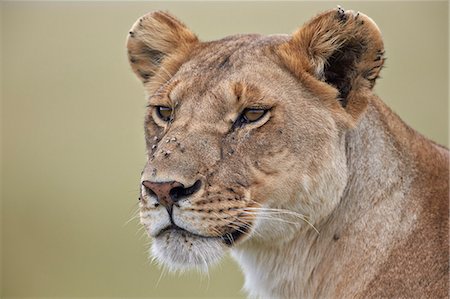 simsearch:6119-07452597,k - Lioness (Panthera leo) covered with flies, Serengeti National Park, Tanzania, East Africa, Africa Stock Photo - Premium Royalty-Free, Code: 6119-07452582