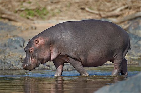 simsearch:6119-07452597,k - Hippopotamus (Hippopotamus amphibius) in shallow water, Serengeti National Park, Tanzania, East Africa, Africa Stock Photo - Premium Royalty-Free, Code: 6119-07452587