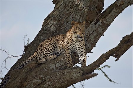 simsearch:6119-07452597,k - Leopard (Panthera pardus), Serengeti National Park, Tanzania, East Africa, Africa Stock Photo - Premium Royalty-Free, Code: 6119-07452584
