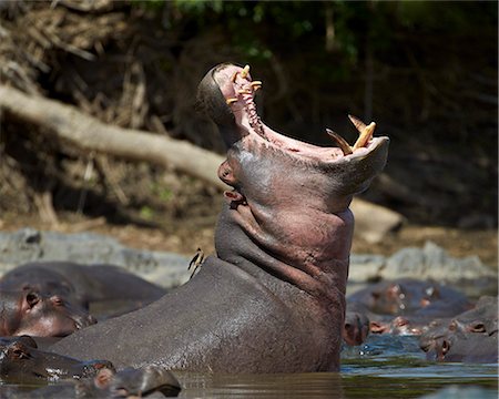 safari animals - Hippopotamus (Hippopotamus amphibius) yawning, Serengeti National Park, Tanzania, East Africa, Africa Stock Photo - Premium Royalty-Free, Code: 6119-07452593