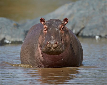 Hippopotamus (Hippopotamus amphibius) in shallow water, Serengeti National Park, Tanzania, East Africa, Africa Stock Photo - Premium Royalty-Free, Code: 6119-07452594