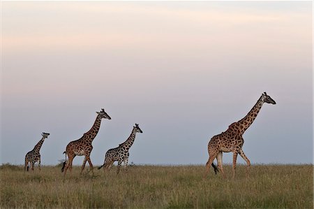 simsearch:6119-07452597,k - Four Masai giraffe (Giraffa camelopardalis tippelskirchi), Serengeti National Park, Tanzania, East Africa, Africa Stock Photo - Premium Royalty-Free, Code: 6119-07452596