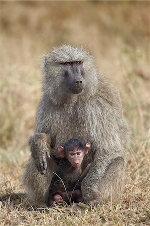simsearch:6119-07452597,k - Olive baboon (Papio cynocephalus anubis) infant and mother, Serengeti National Park, Tanzania, East Africa, Africa Stock Photo - Premium Royalty-Free, Code: 6119-07452599
