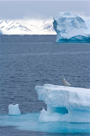 simsearch:693-03301867,k - Young great skua (Stercorarius skua) on iceberg, Spitsbergen, Svalbard, Norway, Scandinavia, Europe Stock Photo - Premium Royalty-Free, Code: 6119-07452503