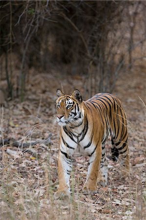 Indian tiger, (Bengal tiger) (Panthera tigris tigris), Bandhavgarh National Park, Madhya Pradesh state, India, Asia Stock Photo - Premium Royalty-Free, Code: 6119-07452505