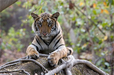 Indian tiger, (Bengal tiger) (Panthera tigris tigris), Bandhavgarh National Park, Madhya Pradesh state, India, Asia Stock Photo - Premium Royalty-Free, Code: 6119-07452506