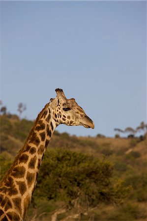 simsearch:6119-07452597,k - Masai giraffe (Giraffa camelopardalis tippelskirchi), Masai Mara National Reserve, Kenya, East Africa, Africa Stock Photo - Premium Royalty-Free, Code: 6119-07452687