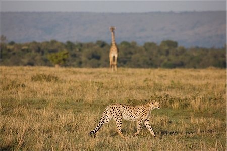 simsearch:6119-07452597,k - Cheetah (Acinonyx jubatus), Masai Mara National Reserve, Kenya, East Africa, Africa Stock Photo - Premium Royalty-Free, Code: 6119-07452686