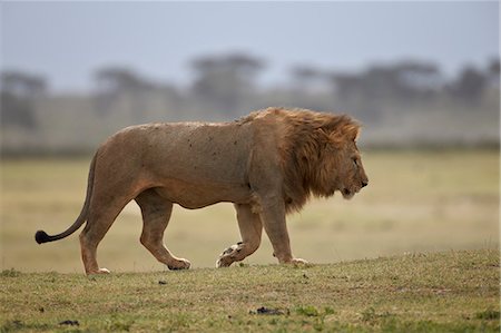 simsearch:6119-07452597,k - Lion (Panthera leo), Serengeti National Park, Tanzania, East Africa, Africa Stock Photo - Premium Royalty-Free, Code: 6119-07452603