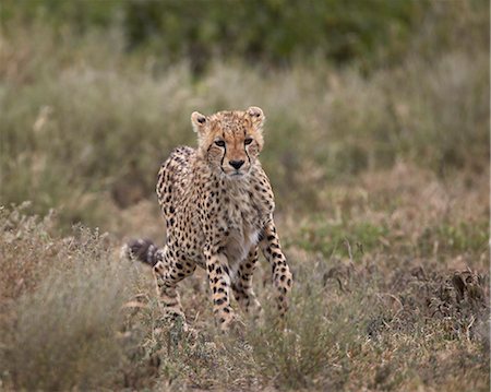 simsearch:6119-07452597,k - Cheetah (Acinonyx jubatus), Serengeti National Park, Tanzania, East Africa, Africa Stock Photo - Premium Royalty-Free, Code: 6119-07452601