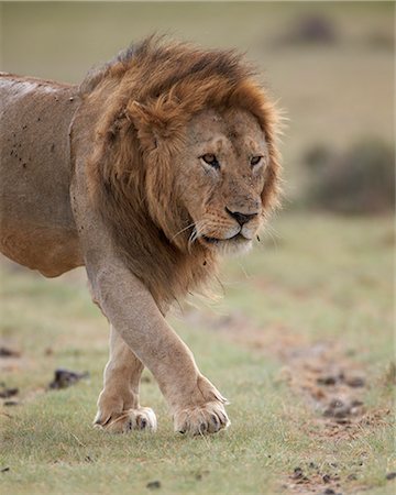 simsearch:6119-07452597,k - Lion (Panthera leo), Serengeti National Park, Tanzania, East Africa, Africa Stock Photo - Premium Royalty-Free, Code: 6119-07452602