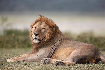 simsearch:6119-07452597,k - Lion (Panthera leo), Serengeti National Park, Tanzania, East Africa, Africa Stock Photo - Premium Royalty-Free, Code: 6119-07452604
