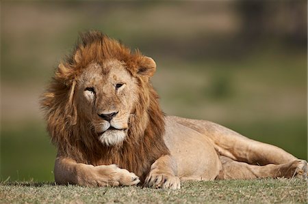 simsearch:6119-07452597,k - Lion (Panthera leo), Serengeti National Park, Tanzania, East Africa, Africa Stock Photo - Premium Royalty-Free, Code: 6119-07452606