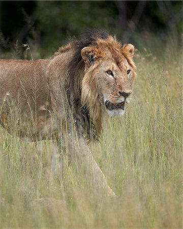 simsearch:6119-07452597,k - Lion (Panthera leo), Serengeti National Park, Tanzania, East Africa, Africa Stock Photo - Premium Royalty-Free, Code: 6119-07452616