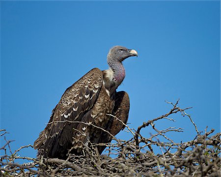 serengeti birds photos - Ruppell's griffon vulture (Gyps rueppellii), Serengeti National Park, Tanzania, East Africa, Africa Stock Photo - Premium Royalty-Free, Code: 6119-07452623