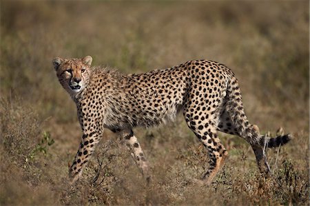 simsearch:6119-07452597,k - Cheetah (Acinonyx jubatus), Serengeti National Park, Tanzania, East Africa, Africa Stock Photo - Premium Royalty-Free, Code: 6119-07452620