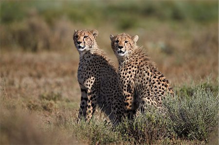 simsearch:6119-07452597,k - Two cheetah (Acinonyx jubatus), Serengeti National Park, Tanzania, East Africa, Africa Stock Photo - Premium Royalty-Free, Code: 6119-07452621