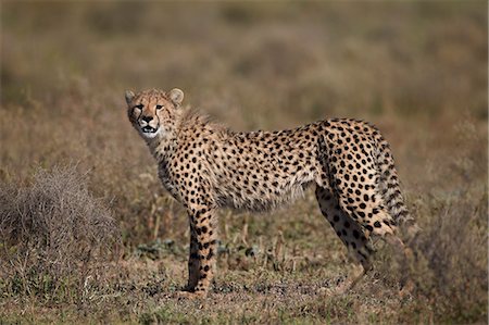 simsearch:6119-07452597,k - Cheetah (Acinonyx jubatus), Serengeti National Park, Tanzania, East Africa, Africa Stock Photo - Premium Royalty-Free, Code: 6119-07452622
