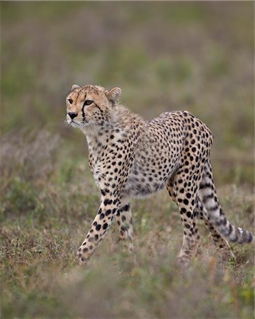 simsearch:6119-07452597,k - Cheetah (Acinonyx jubatus) cub, Serengeti National Park, Tanzania, East Africa, Africa Stock Photo - Premium Royalty-Free, Code: 6119-07452627
