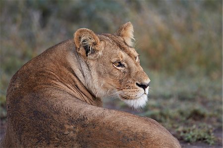simsearch:6119-07452597,k - Lioness (Panthera leo), Serengeti National Park, Tanzania, East Africa, Africa Stock Photo - Premium Royalty-Free, Code: 6119-07452625