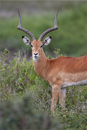 simsearch:6119-07452597,k - Impala (Aepyceros melampus) buck, Serengeti National Park, Tanzania, East Africa, Africa Stock Photo - Premium Royalty-Free, Code: 6119-07452626
