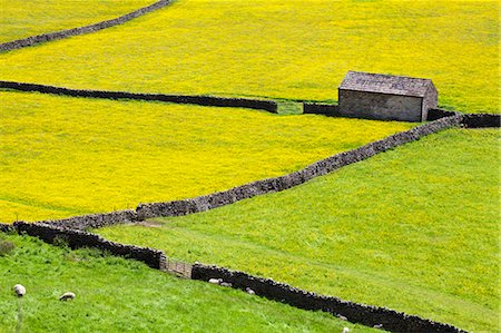 Barn and dry stone walls in buttercup meadows at Gunnerside, Swaledale, Yorkshire Dales, Yorkshire, England, United Kingdom, Europe Stock Photo - Premium Royalty-Free, Code: 6119-07453170