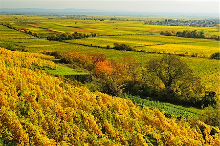 rows of crops - Vineyard landscape, near Bad Duerkheim, German Wine Route, Rhineland-Palatinate, Germany, Europe Stock Photo - Premium Royalty-Free, Code: 6119-07541540