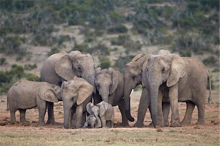 simsearch:841-07782300,k - African elephant (Loxodonta africana) family, Addo Elephant National Park, South Africa, Africa Stock Photo - Premium Royalty-Free, Code: 6119-07541556