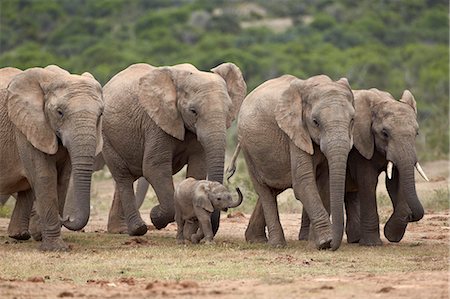 simsearch:841-07782300,k - African elephant (Loxodonta africana) family, Addo Elephant National Park, South Africa, Africa Stock Photo - Premium Royalty-Free, Code: 6119-07541561