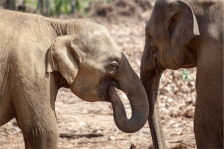 sri lankan elephant - Juvenile elephants (Elephantidae) playing with their trunks, Pinnewala Elephant Orphanage, Sri Lanka, Asia Stock Photo - Premium Royalty-Free, Code: 6119-07587343