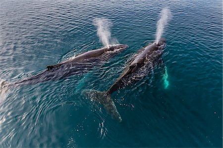 simsearch:6119-07451337,k - A pair of adult humpback whales (Megaptera novaeangliae), surfacing in the Gerlache Strait, Antarctica, Polar Regions Foto de stock - Sin royalties Premium, Código: 6119-07780982