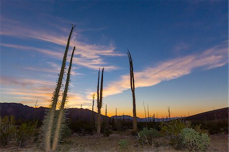 Huge Boojum Trees (Cirio) (Fouquieria columnaris) at sunset, near Bahia de Los Angeles, Baja California Norte, Mexico, North America Stock Photo - Premium Royalty-Free, Code: 6119-07781028