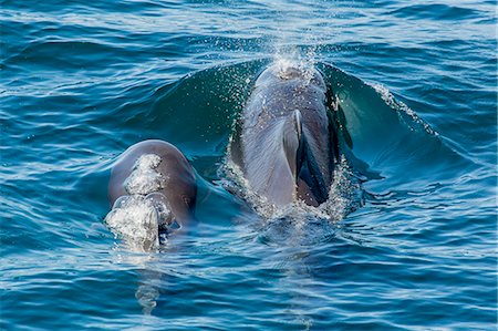 simsearch:6119-07451337,k - Short-finned pilot whale (Globicephala macrorhynchus) cow and calf surfacing off Isla San Marcos, Baja California, Mexico, North America Foto de stock - Sin royalties Premium, Código: 6119-07781031
