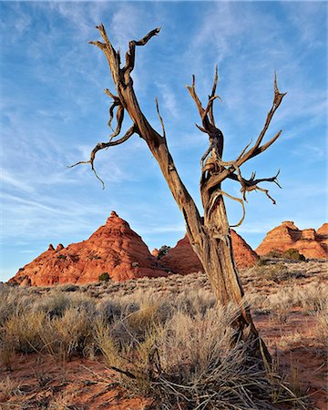 Dead juniper trunk and sandstone cones, Coyote Buttes Wilderness, Vermilion Cliffs National Monument, Arizona, United States of America, North America Foto de stock - Sin royalties Premium, Código: 6119-07781215